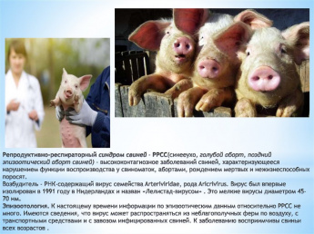 Респродуктивно-респираторный синдром свиней 